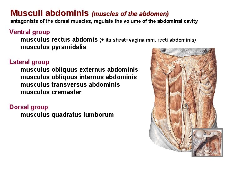 Musculi abdominis (muscles of the abdomen) antagonists of the dorsal muscles, regulate the volume
