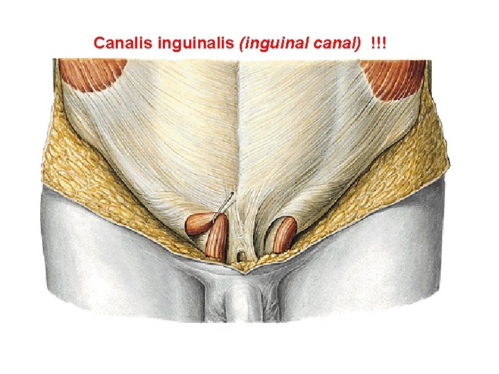 Canalis inguinalis (inguinal canal) !!! 