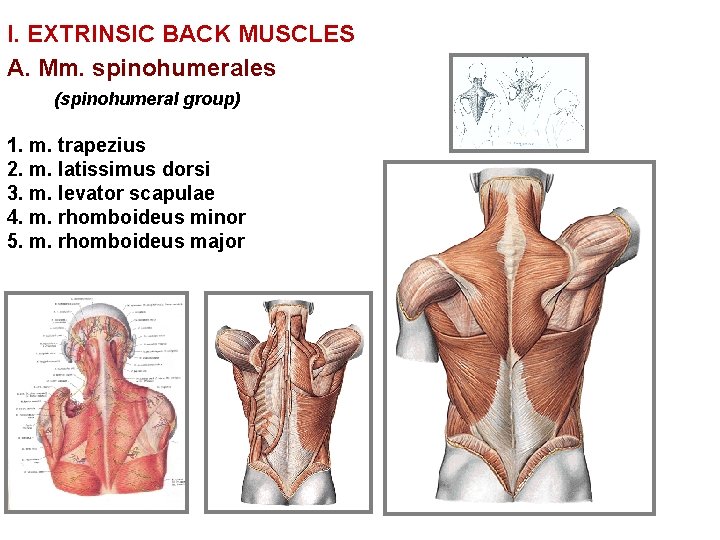 I. EXTRINSIC BACK MUSCLES A. Mm. spinohumerales (spinohumeral group) 1. m. trapezius 2. m.