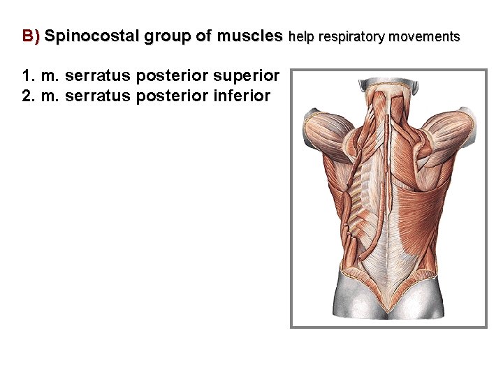 B) Spinocostal group of muscles help respiratory movements 1. m. serratus posterior superior 2.