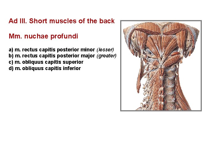 Ad III. Short muscles of the back Mm. nuchae profundi a) m. rectus capitis