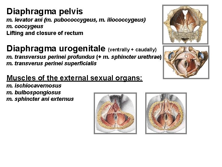 Diaphragma pelvis m. levator ani (m. pubococcygeus, m. iliococcygeus) m. coccygeus Lifting and closure