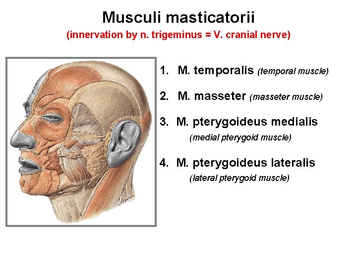 Musculi masticatorii (innervation by n. trigeminus = V. cranial nerve) 1. M. temporalis (temporal