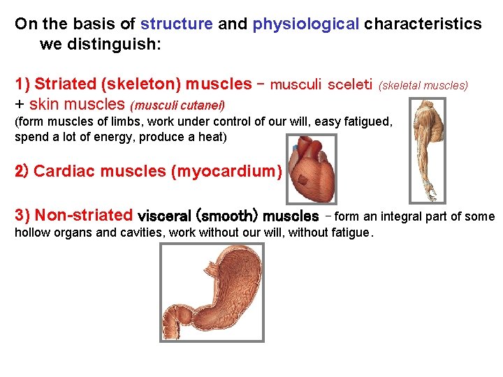 On the basis of structure and physiological characteristics we distinguish: 1) Striated (skeleton) muscles