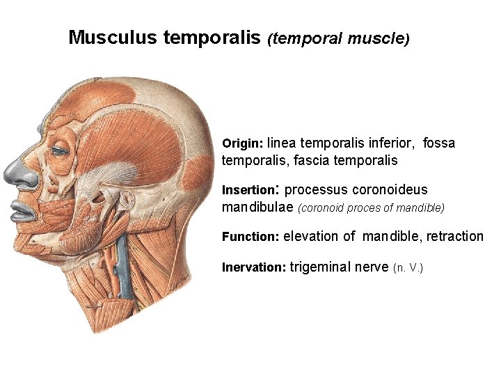 Musculus temporalis (temporal muscle) Origin: linea temporalis inferior, fossa temporalis, fascia temporalis Insertion: processus