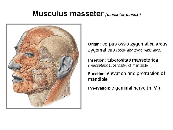 Musculus masseter (masseter muscle) corpus ossis zygomatici, arcus zygomaticus (body and zygomatic arch) Origin: