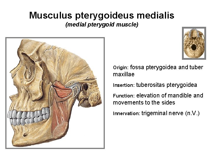 Musculus pterygoideus medialis (medial pterygoid muscle) fossa pterygoidea and tuber maxillae Origin: Insertion: tuberositas