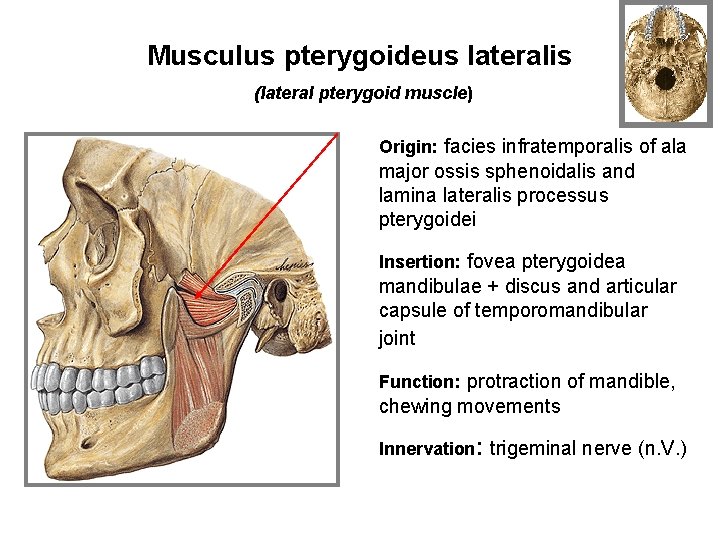 Musculus pterygoideus lateralis (lateral pterygoid muscle) Origin: facies infratemporalis of ala major ossis sphenoidalis