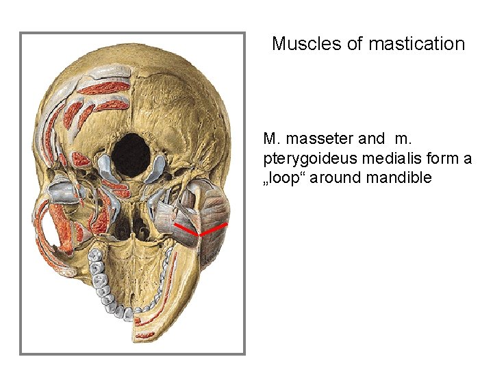 Muscles of mastication M. masseter and m. pterygoideus medialis form a „loop“ around mandible