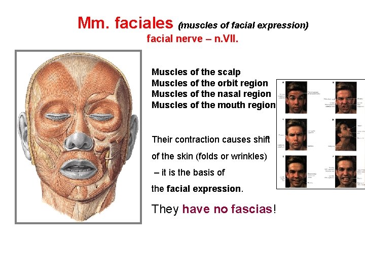 Mm. faciales (muscles of facial expression) facial nerve – n. VII. Muscles of the