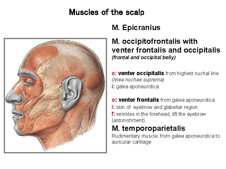 Muscles of the scalp M. Epicranius M. occipitofrontalis with venter frontalis and occipitalis (frontal