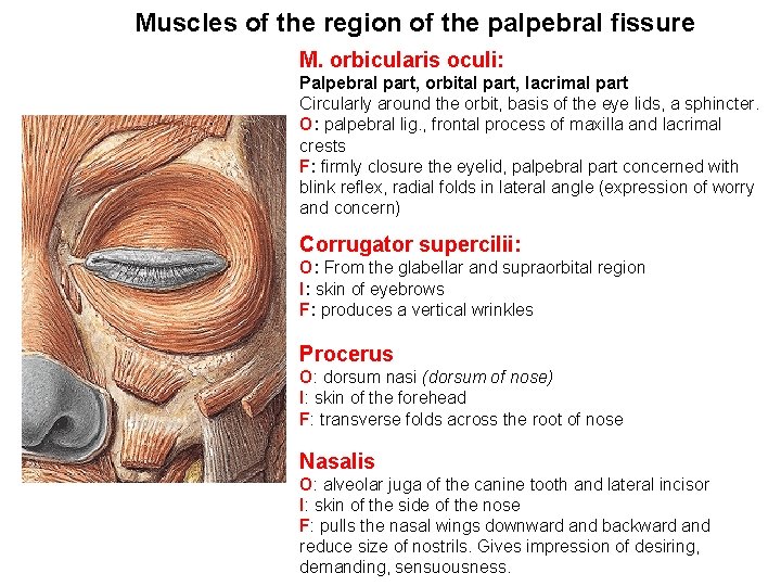 Muscles of the region of the palpebral fissure M. orbicularis oculi: Palpebral part, orbital