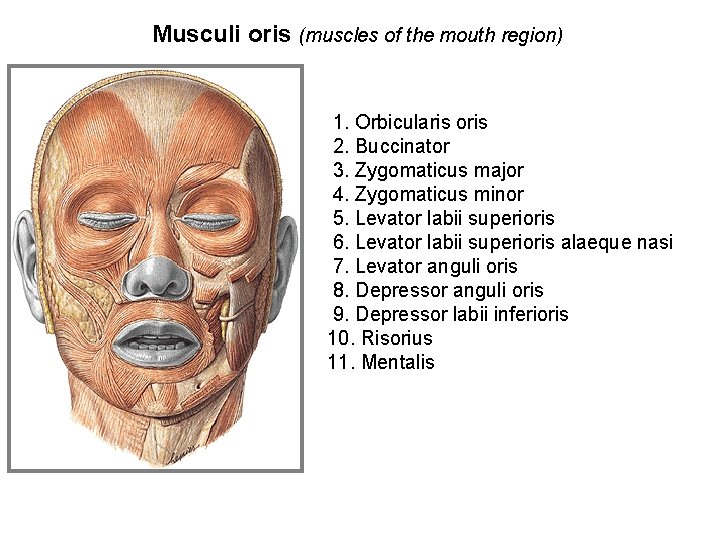 Musculi oris (muscles of the mouth region) 1. Orbicularis oris 2. Buccinator 3. Zygomaticus