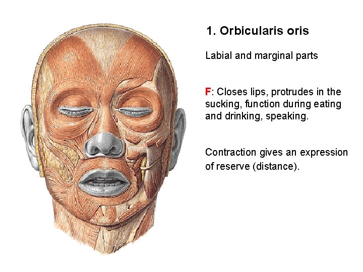 1. Orbicularis oris Labial and marginal parts F: Closes lips, protrudes in the sucking,