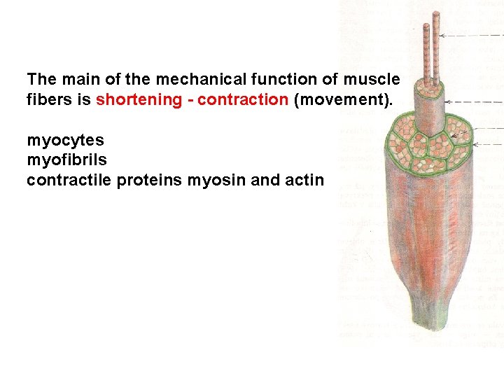 The main of the mechanical function of muscle fibers is shortening - contraction (movement).