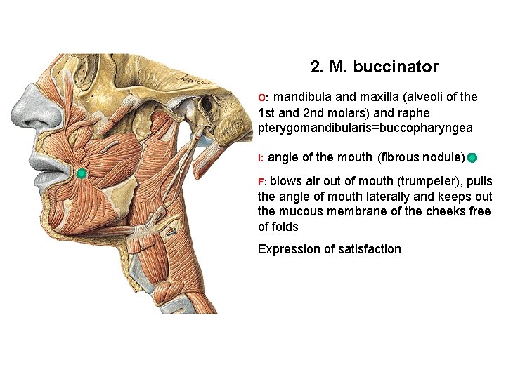 2. M. buccinator mandibula and maxilla (alveoli of the 1 st and 2 nd