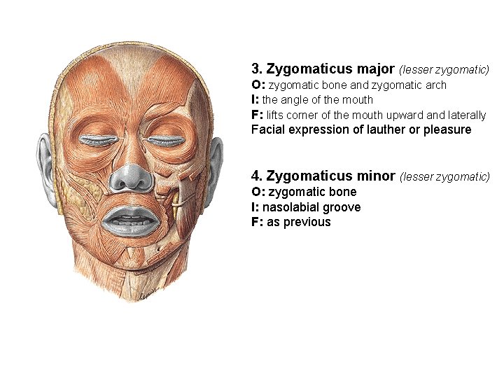 3. Zygomaticus major (lesser zygomatic) O: zygomatic bone and zygomatic arch I: the angle