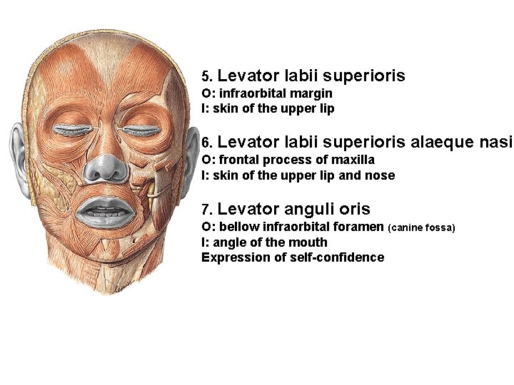 5. Levator labii superioris O: infraorbital margin I: skin of the upper lip 6.