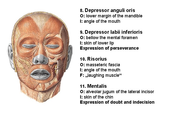 8. Depressor anguli oris O: lower margin of the mandible I: angle of the