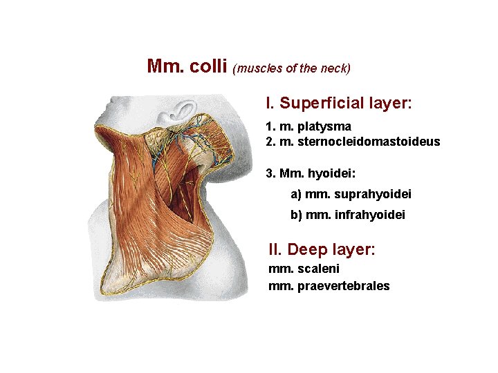 Mm. colli (muscles of the neck) I. Superficial layer: 1. m. platysma 2. m.