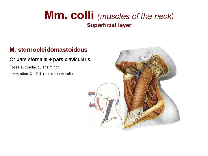 Mm. colli (muscles of the neck) Superficial layer M. sternocleidomastoideus O: pars sternalis +