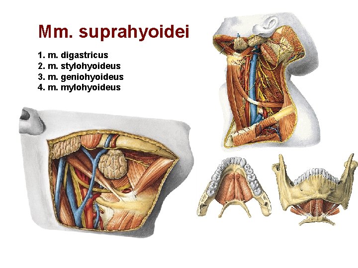 Mm. suprahyoidei 1. m. digastricus 2. m. stylohyoideus 3. m. geniohyoideus 4. m. mylohyoideus