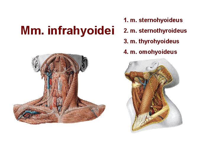 1. m. sternohyoideus Mm. infrahyoidei 2. m. sternothyroideus 3. m. thyrohyoideus 4. m. omohyoideus