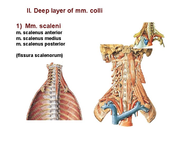 II. Deep layer of mm. colli 1) Mm. scaleni m. scalenus anterior m. scalenus