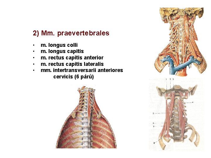 2) Mm. praevertebrales • • • m. longus colli m. longus capitis m. rectus