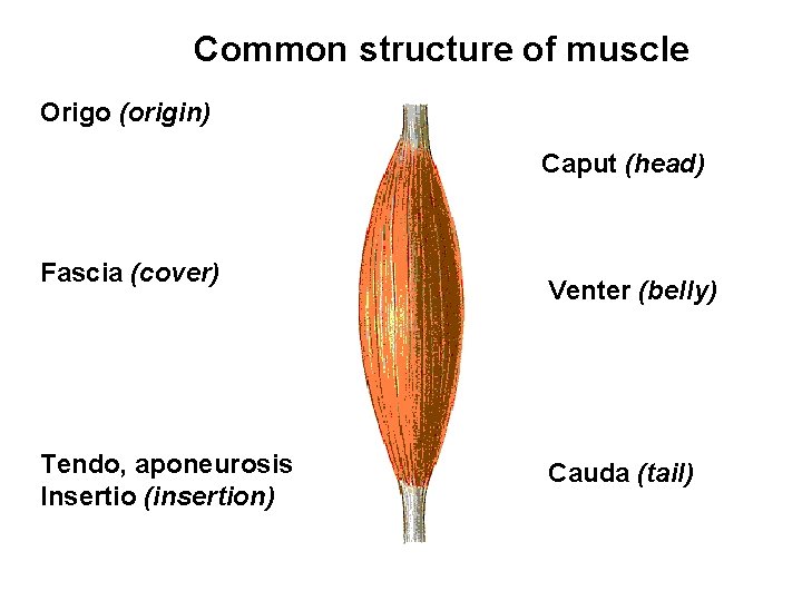 Common structure of muscle Origo (origin) Caput (head) Fascia (cover) Tendo, aponeurosis Insertio (insertion)