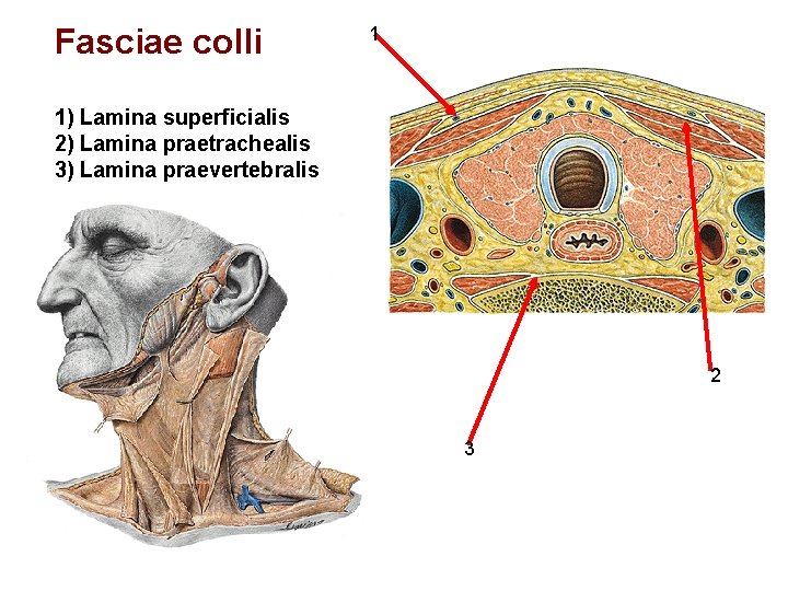 Fasciae colli 1 1) Lamina superficialis 2) Lamina praetrachealis 3) Lamina praevertebralis 2 3