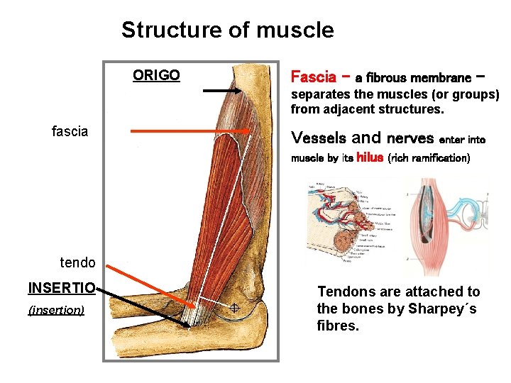 Structure of muscle ORIGO Fascia – a fibrous membrane – separates the muscles (or