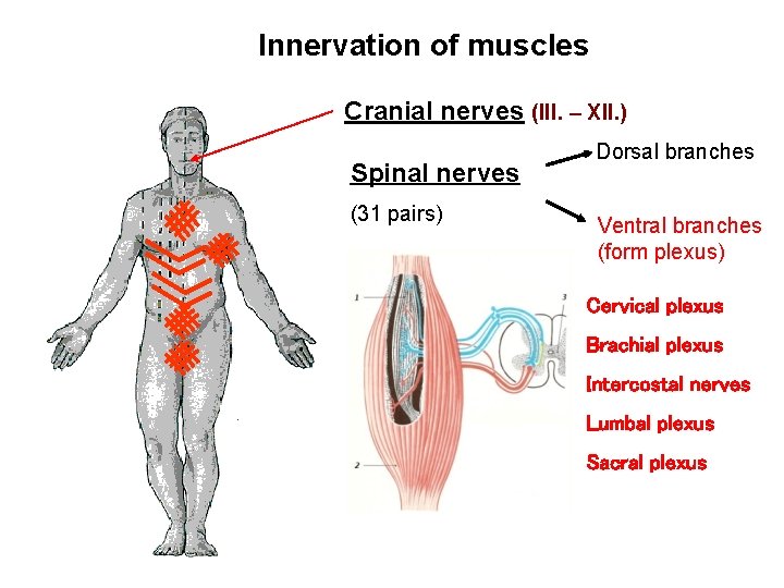 Innervation of muscles Cranial nerves (III. – XII. ) Spinal nerves (31 pairs) Dorsal