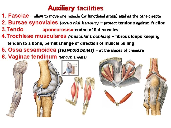 Auxiliary facilities 1. Fasciae – allow to move one muscle (or functional group) against