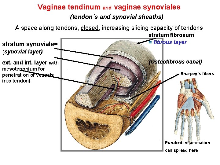 Vaginae tendinum and vaginae synoviales (tendon´s and synovial sheaths) A space along tendons, closed,