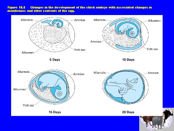 Figure 18. 5 Changes in the development of the chick embryo with associated changes