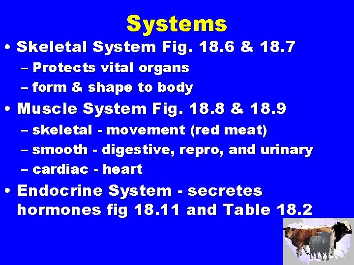 Systems • Skeletal System Fig. 18. 6 & 18. 7 – Protects vital organs