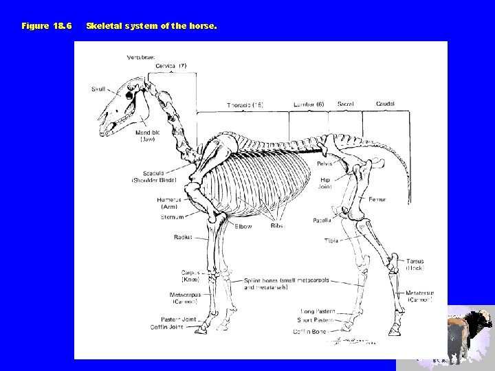 Figure 18. 6 Skeletal system of the horse. 