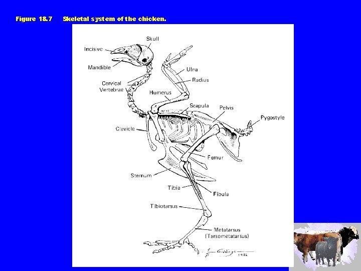 Figure 18. 7 Skeletal system of the chicken. 
