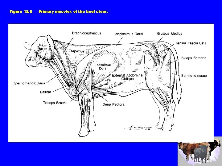 Figure 18. 8 Primary muscles of the beef steer. 