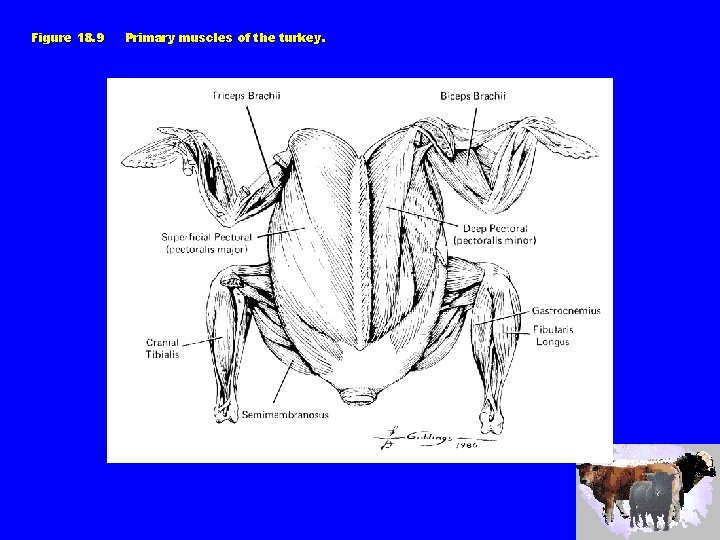 Figure 18. 9 Primary muscles of the turkey. 