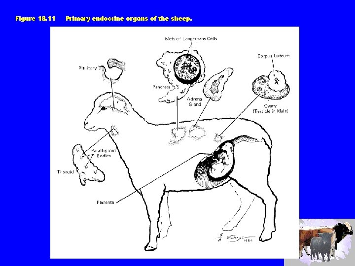 Figure 18. 11 Primary endocrine organs of the sheep. 