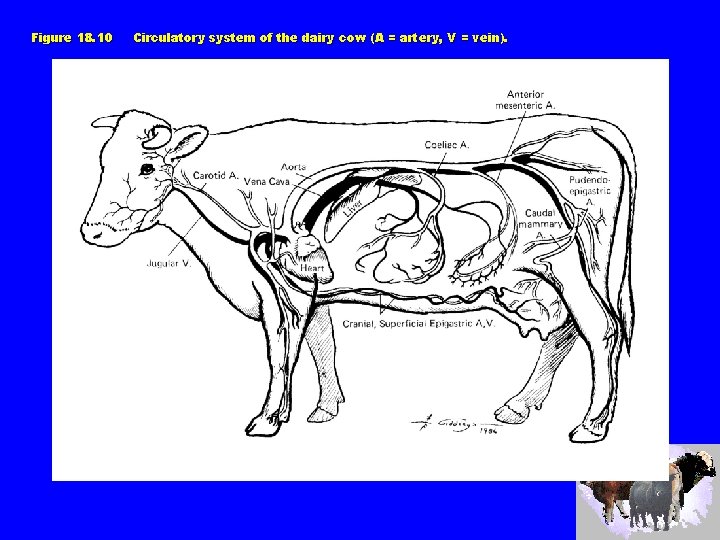 Figure 18. 10 Circulatory system of the dairy cow (A = artery, V =