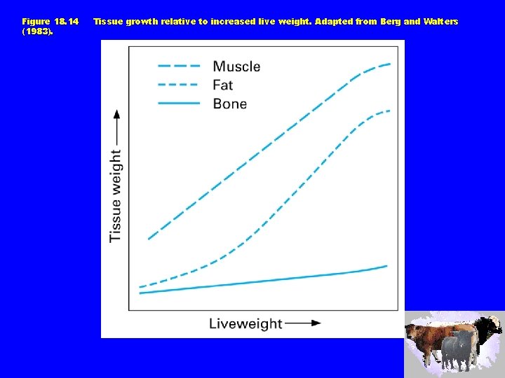 Figure 18. 14 (1983). Tissue growth relative to increased live weight. Adapted from Berg
