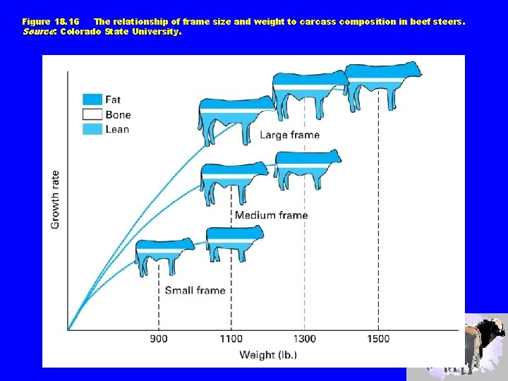 Figure 18. 16 The relationship of frame size and weight to carcass composition in