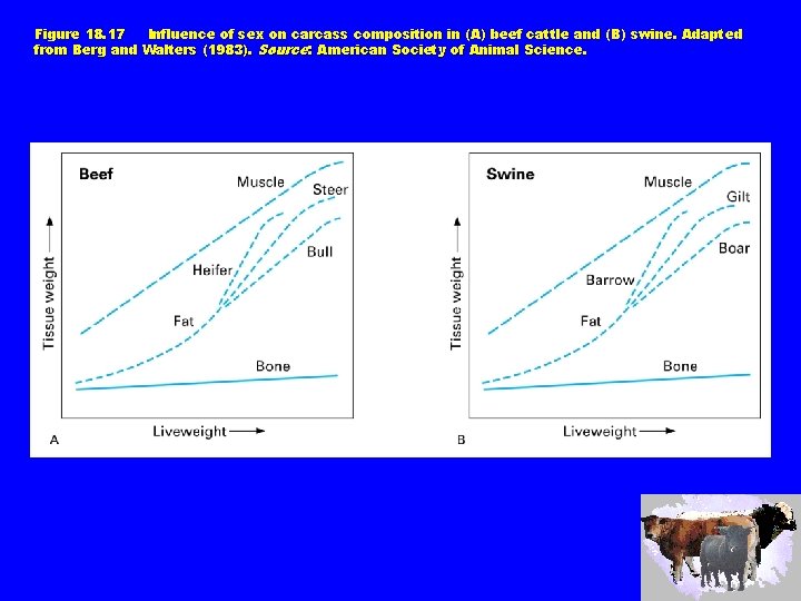 Figure 18. 17 Influence of sex on carcass composition in (A) beef cattle and