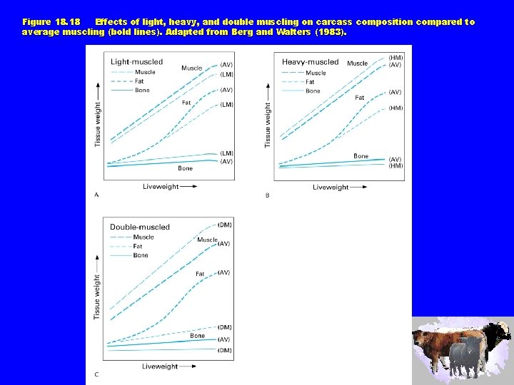 Figure 18. 18 Effects of light, heavy, and double muscling on carcass composition compared