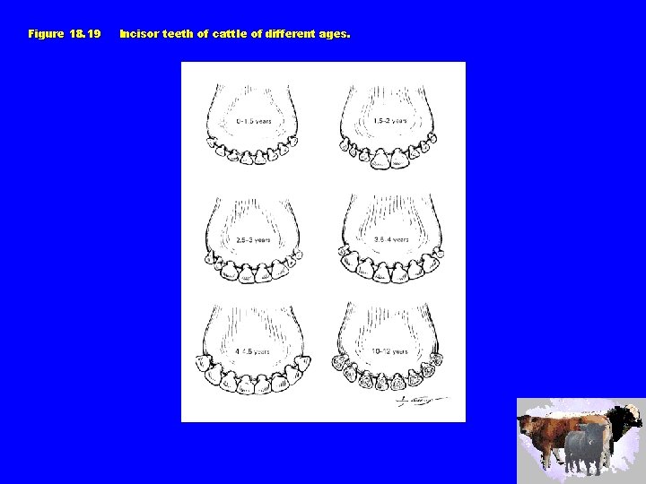Figure 18. 19 Incisor teeth of cattle of different ages. 