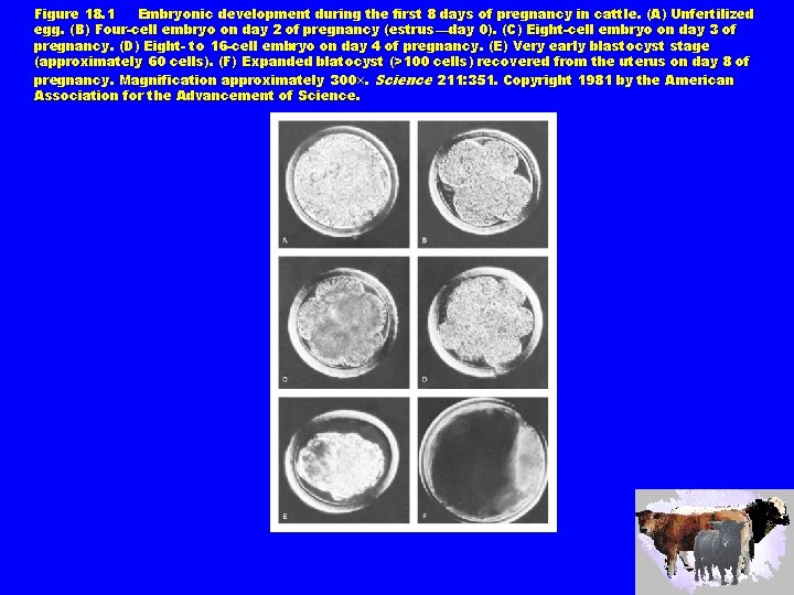 Figure 18. 1 Embryonic development during the first 8 days of pregnancy in cattle.