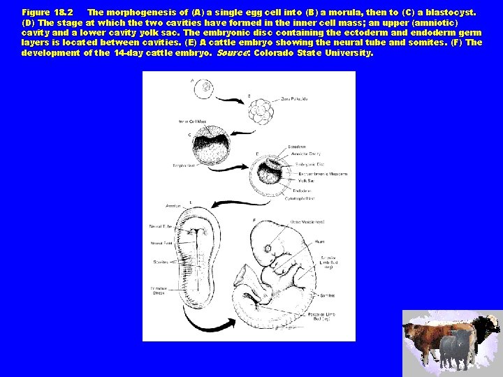 Figure 18. 2 The morphogenesis of (A) a single egg cell into (B) a